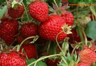 辽宁大连：草莓经济渐入佳境 ()