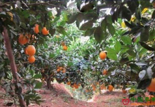 江西大力打造特色水果品牌产品 ()