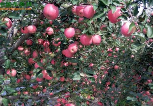 山西：大力建设果品交易平台 ()