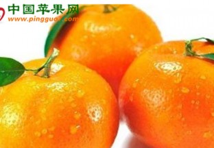 广西南宁：柑橘全产业链博览会召开 ()