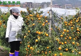 广西桂林：大力推进柑橘产业发展 ()
