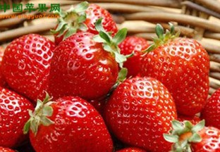 浙江宁波：浙江精品草莓评选交流会召开 ()