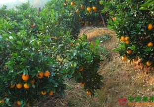 湖北宣恩：城郊果园成扶贫新产业 ()