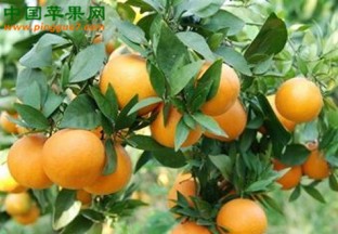 湖南怀化：麻阳冰糖橙畅销 ()