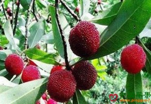 浙江慈溪：多举措推动杨梅产业发展 ()