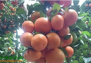 广西柳州：柑桔尝鲜农业新零售 ()