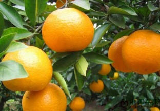 广西永州市：柑橘产业新模式带来新发展 ()