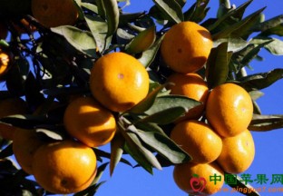 贵州毕节：水果已成熟 ()