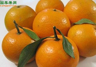 广西桂林：沙糖桔盖膜过冬 ()