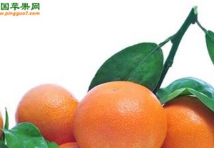 广西桂林：桂林柑桔协会成立 ()