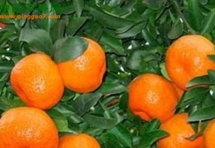 湖南：柑橘丰产卖的好 ()