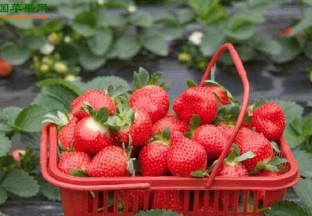 天津：汉沽草莓节即将开幕 ()