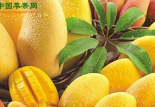 广西百色：推进“百色芒果”品牌建设 ()