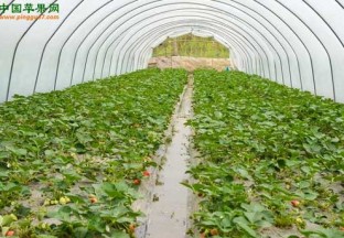 湖南永州：大棚草莓采摘游火爆开启 ()