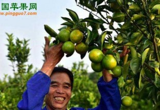 广西上思：水果产业发展迅速 ()