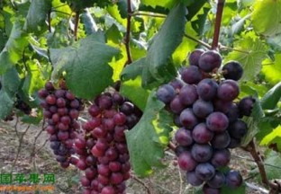 海南：冬季时令水果热销 ()