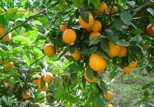 广西柑橘产业急需调整 ()