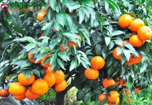 湖北武汉：沃柑春节热销 ()