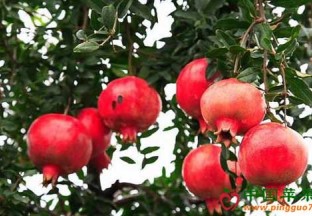 云南砚山：大力推进软籽石榴产业发展 ()