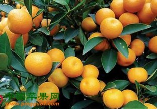 广州南沙区：年桔俏销国门 ()