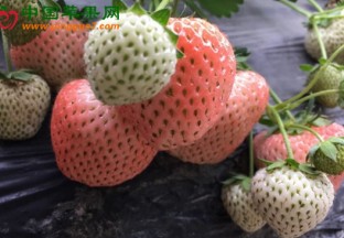 江苏南通：如东白草莓铺就致富路 ()