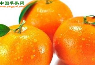 广西沃柑亮相武汉 ()