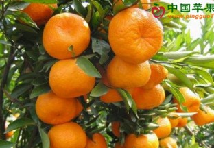 广西沙糖橘价格分化严重 ()