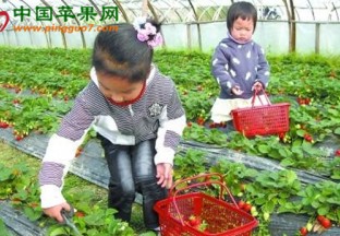 浙江宁海：新春草莓采摘游火热上线 ()