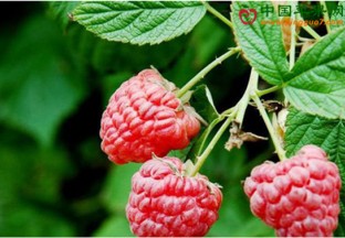 安徽黟县：大力推动覆盆子产业发展 ()