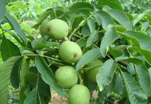 云南昆明：3万亩核桃提质增效促发展 ()