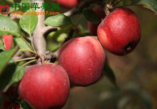 郑州果树所专家赴西藏乃东区进行实地调研 ()