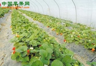 陕西西安：蓝田草莓托起致富梦 ()