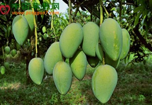 贵州望谟挂：打造坚果热作产业发展新典范 ()