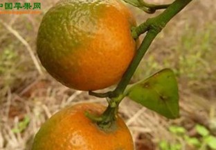 湖北宜昌：推进柑橘产业转型发展 ()