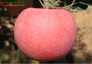 苹果：新品种“华庆”通过农业部登记 ()