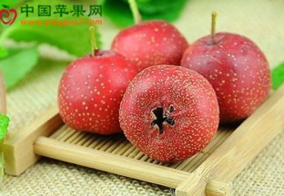 广东清远：山楂花春节期间迎客2万多 ()