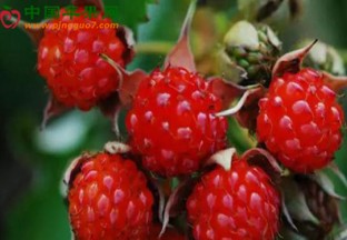 安徽黄山：覆盆子成为摇钱果 ()