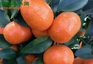 广西桂林：砂糖桔发展陷入困境 ()