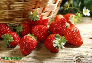 河北博野：冰雪草莓采摘节开幕 ()