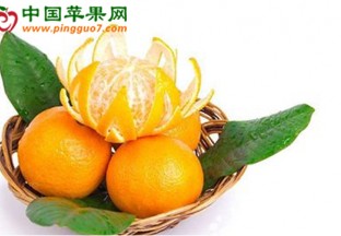 广西武鸣：柑橘种苗购销两旺 ()