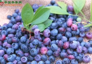 安徽怀宁：大力推进蓝莓产业发展 ()