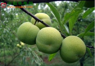 重庆巫山：巫山脆李成了“金果子” ()