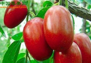 浙江义乌：义仁大枣等新品种通过审定 ()