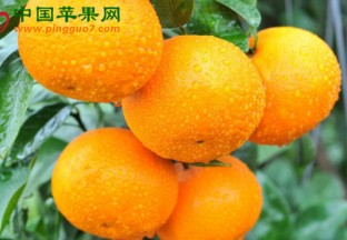 江苏无锡：春果登场唱主角 ()