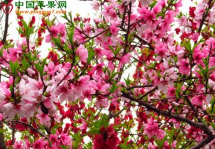 陕西汉中：相约樱桃花活动举行 ()