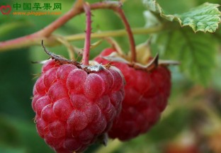 辽宁昌图：树莓产业带动脱贫致富 ()