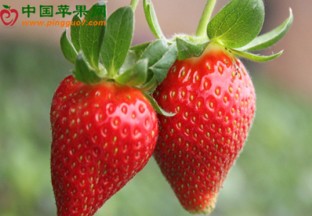 安徽合肥：长丰草莓文化节开幕 ()