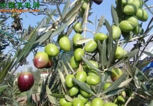 重庆市吐祥镇：发展油橄榄产业助力脱贫攻坚 ()