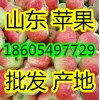 山东冷库红富士苹果产地批发18605497729