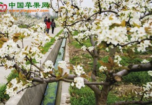 上海松江：仓桥水晶梨梨花节盛大开幕 ()